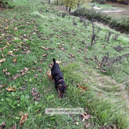 Photo 1/1 Chien trouvé Trouvé à Charmant