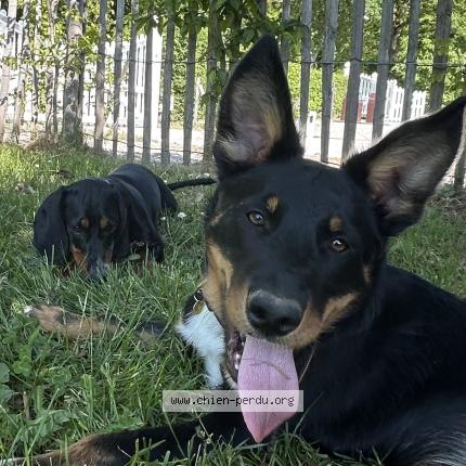 Photo 1/1 Bertille Chien perdu à Thilouze