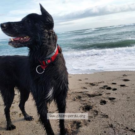 Photo 1/1 Poca Chien perdu à Rivesaltes