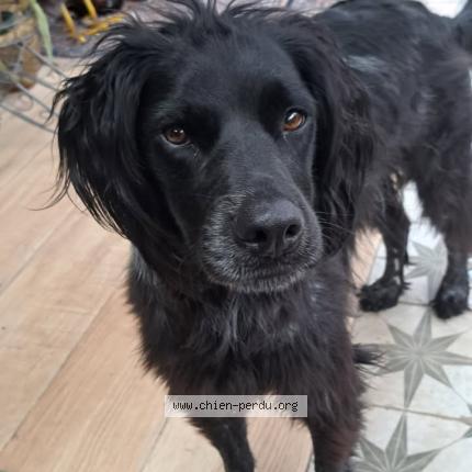 Photo 1/1 STOUPIK Chien perdu à Plomeur