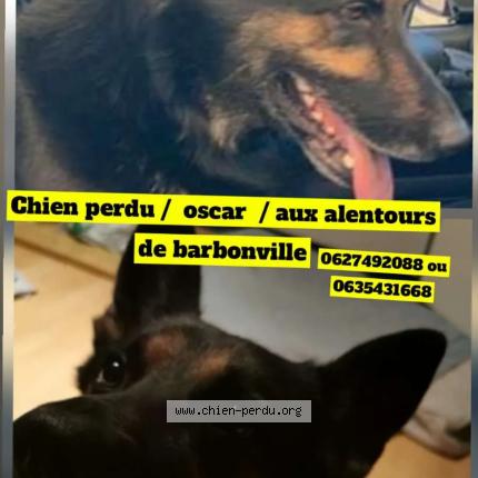 Photo 1/1 Oscar Chien perdu à Barbonville