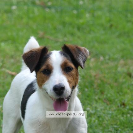 Photo 1/1 Lilo Chien perdu à Yssandon