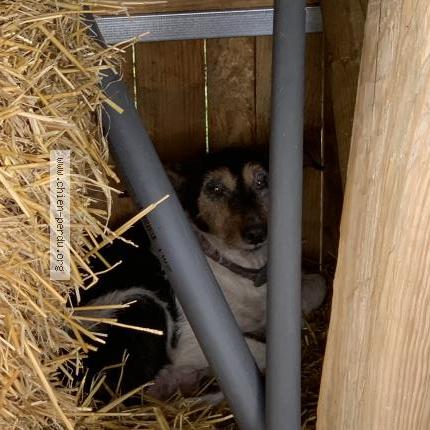 Photo 1/1 Chien trouvé Trouvé à La roche chalais