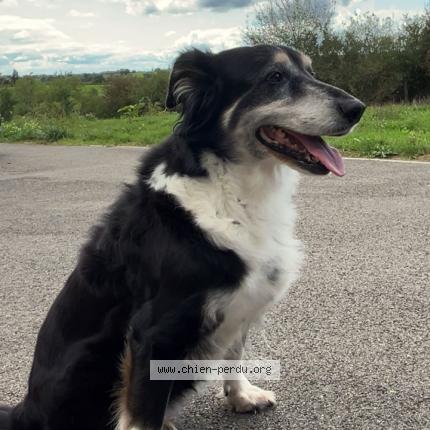 Photo de chien perdu à Ledergues