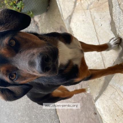 Photo de chien perdu à Arraute Charritte