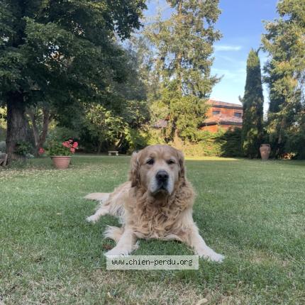 Photo de chien perdu à Terssac