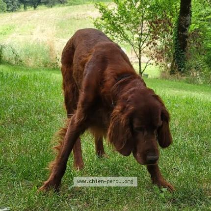 Photo 1/3 Jack Chien perdu à Les pechs du vers