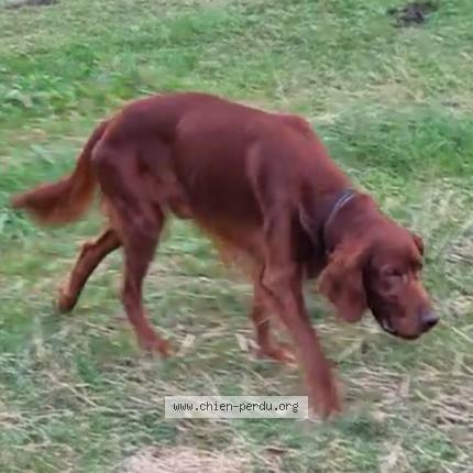 Photo 2/3 Jack Chien perdu à Les pechs du vers