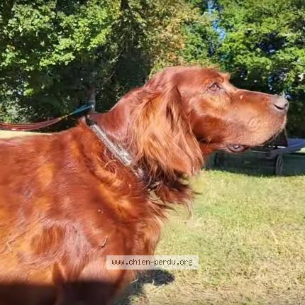 Photo 3/3 Jack Chien perdu à Les pechs du vers