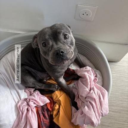 Photo 1/1 Daisy Chien perdu à Paris