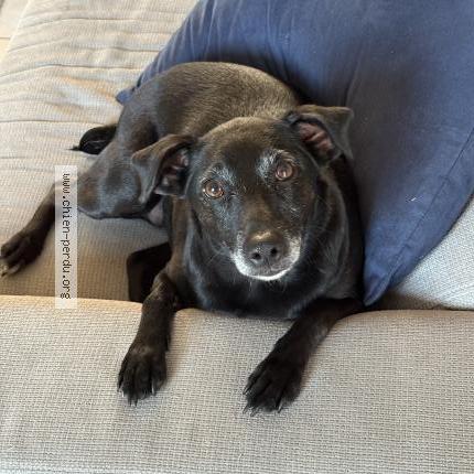 Photo 1/1 Sia Chien perdu à Nonancourt