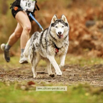 Photo 1/1 Maya Chien perdu à Rives du couesnon