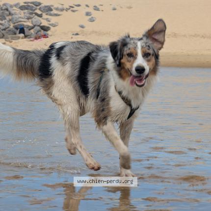 Photo de chien perdu à Saint Paul D Espis