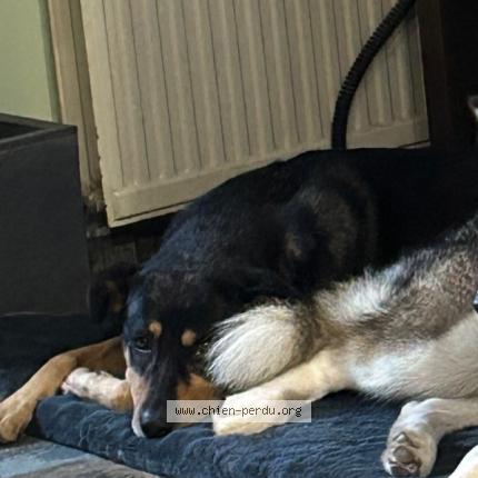 Photo 2/2 Chien retrouvé Perdu à Oree d anjou