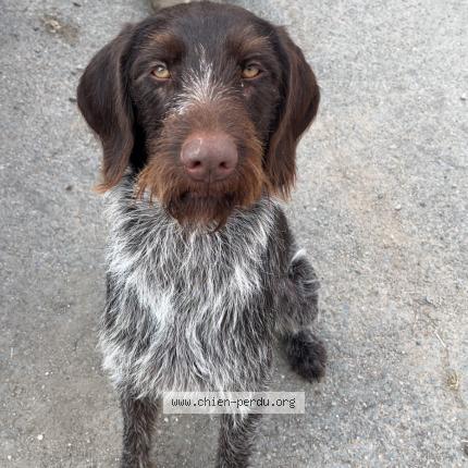 Photo 1/1 Vyctoire Chien perdu à Chatellerault