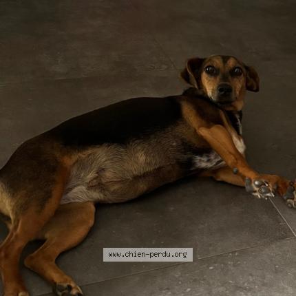 Photo 1/1 MILKA Chien perdu à Echemire bauge en anjou