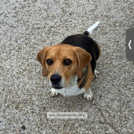 Photo 1/1 Chien retrouvé Trouvé à Carnoules