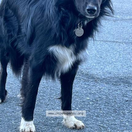 Photo 1/1 Chien trouvé Trouvé à Saint Gervais