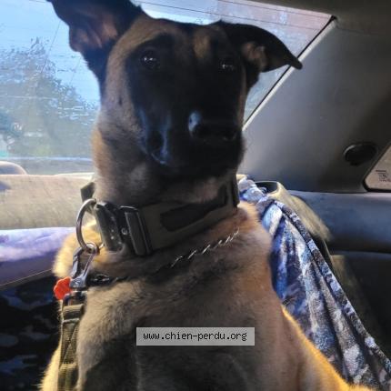 Photo 1/1 Chewy Chien perdu à Saint calixte