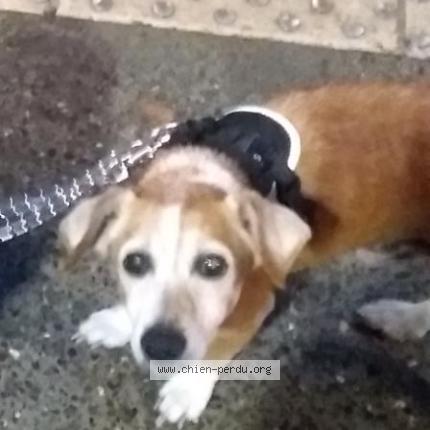Photo 1/1 Pablo Chien perdu à Nice