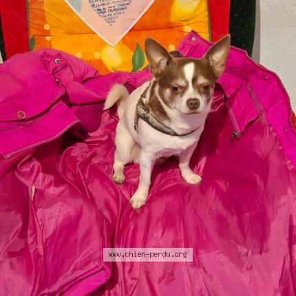 Photo 1/1 Chien retrouvé Perdu à Villelongue de la salanque