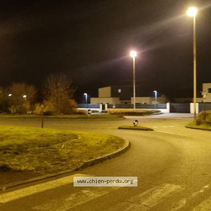 Photo 1/1 Chien trouvé Trouvé à Bruz