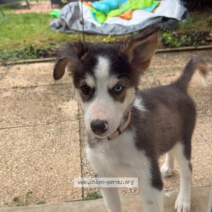 Photo 1/1 Chien retrouvé Perdu à Aubigny au bac