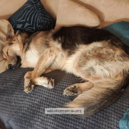 Photo 1/1 Chien retrouvé Perdu à Sainte luce sur loire