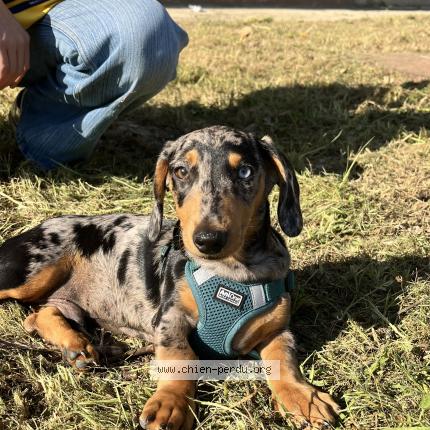 Photo 1/1 serge Chien perdu à Lunel