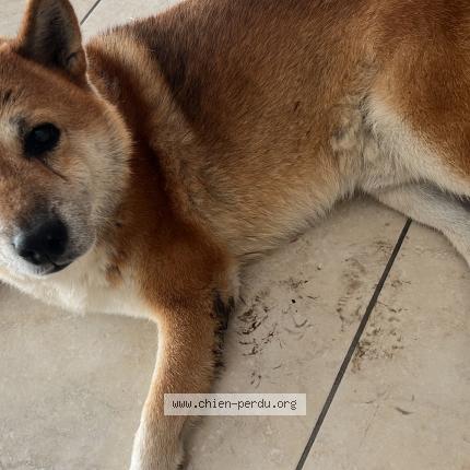 Photo 1/1 Jango Chien perdu à Perpignan