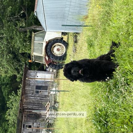 Photo 1/1 Chien retrouvé Perdu à Vauvert