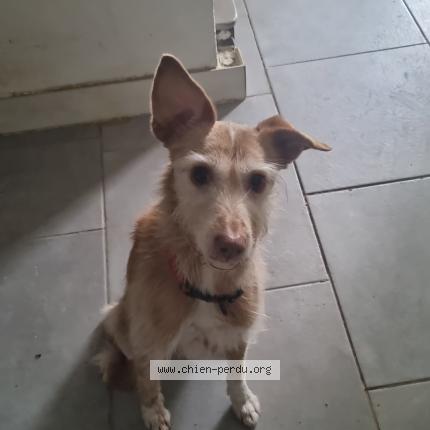 Photo 1/1 Chien retrouvé Perdu à Valenton