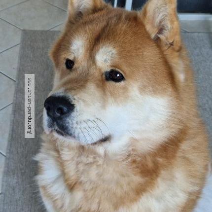 Photo 1/1 Chien retrouvé Perdu à Morangis