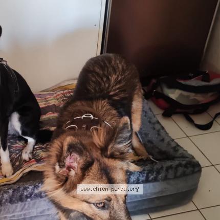 Photo 1/1 Kanelle Chien perdu à Saint nazaire