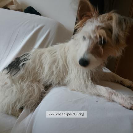 Photo de chien trouvé à Montech