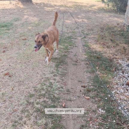 Photo 1/1 Chien retrouvé Perdu à Saint vincent
