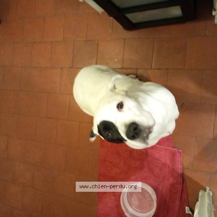 Photo 1/1 Chien retrouvé Perdu à Chambord