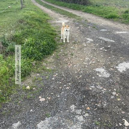 Photo 1/1 Chien retrouvé Trouvé à Quelaines