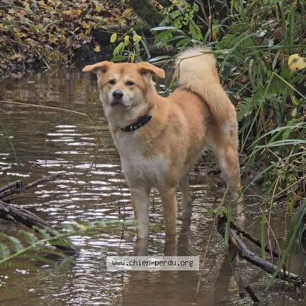 Photo 1/1 Chien retrouvé Perdu à Floirac
