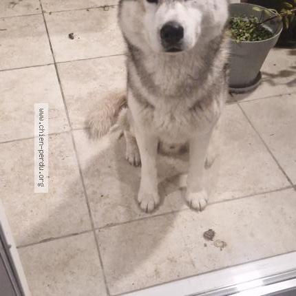 Photo 1/1 Chien trouvé Trouvé à Montazeau