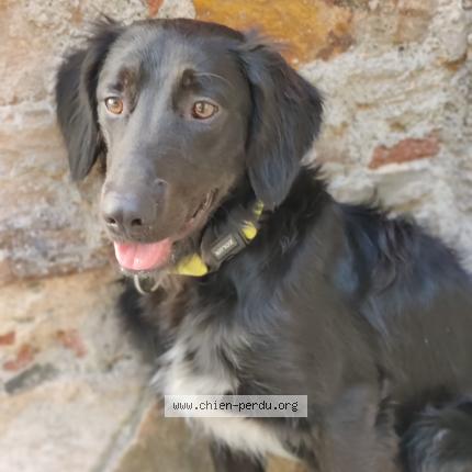 Photo 1/1 Chien retrouvé Perdu à Bastia