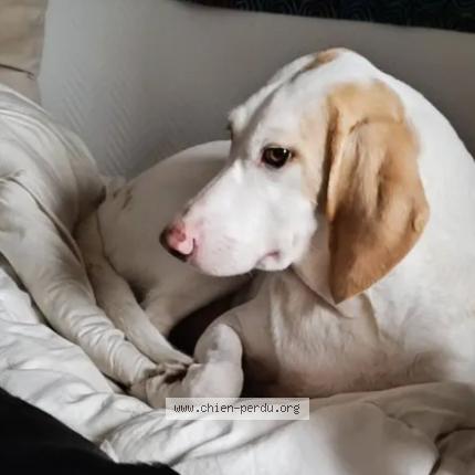 Photo 1/1 Chien retrouvé Perdu à Cuguron