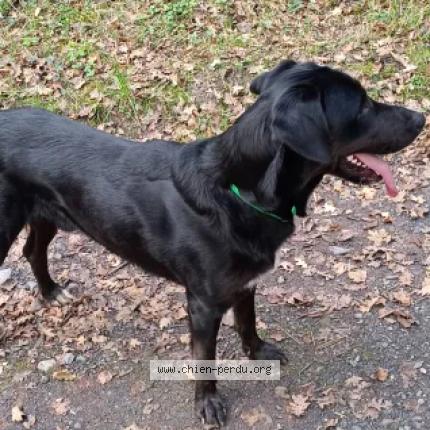Photo de chien perdu à Cuguron