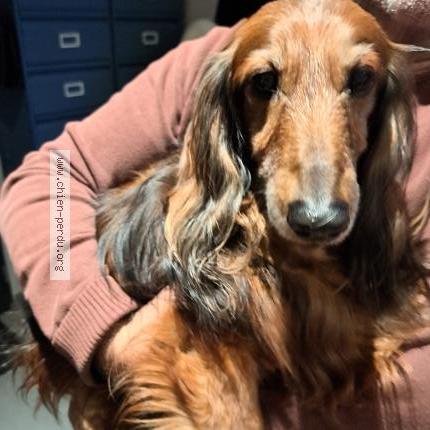 Photo de chien trouvé à Arbonne