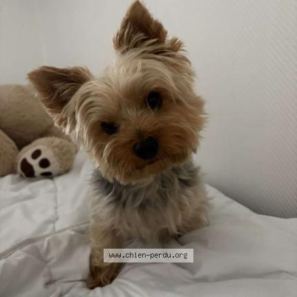 Photo 1/1 SHADOW Chien perdu à Heumont