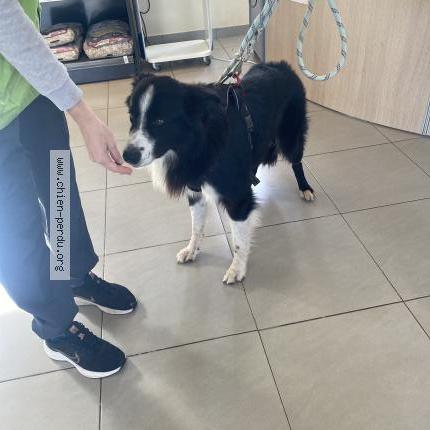 Photo de chien trouvé à Le Luc