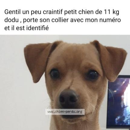 Photo 1/1 Tobi Chien perdu à Amorots succos