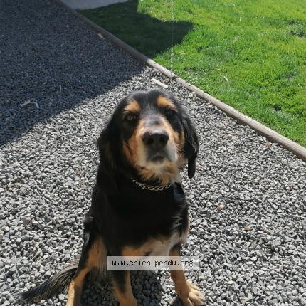 Photo 1/1 Chien retrouvé Perdu à Cremeaux