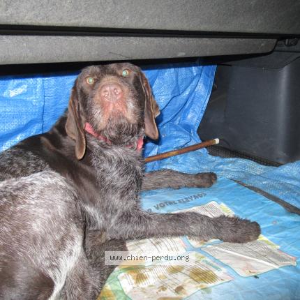 Photo 1/2 Chien retrouvé Perdu à La chapelle saint andre