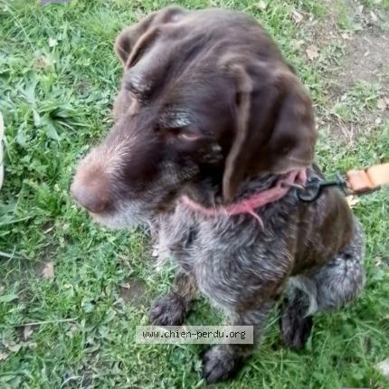 Photo 2/2 Chien retrouvé Perdu à La chapelle saint andre